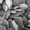 Flake Graphite